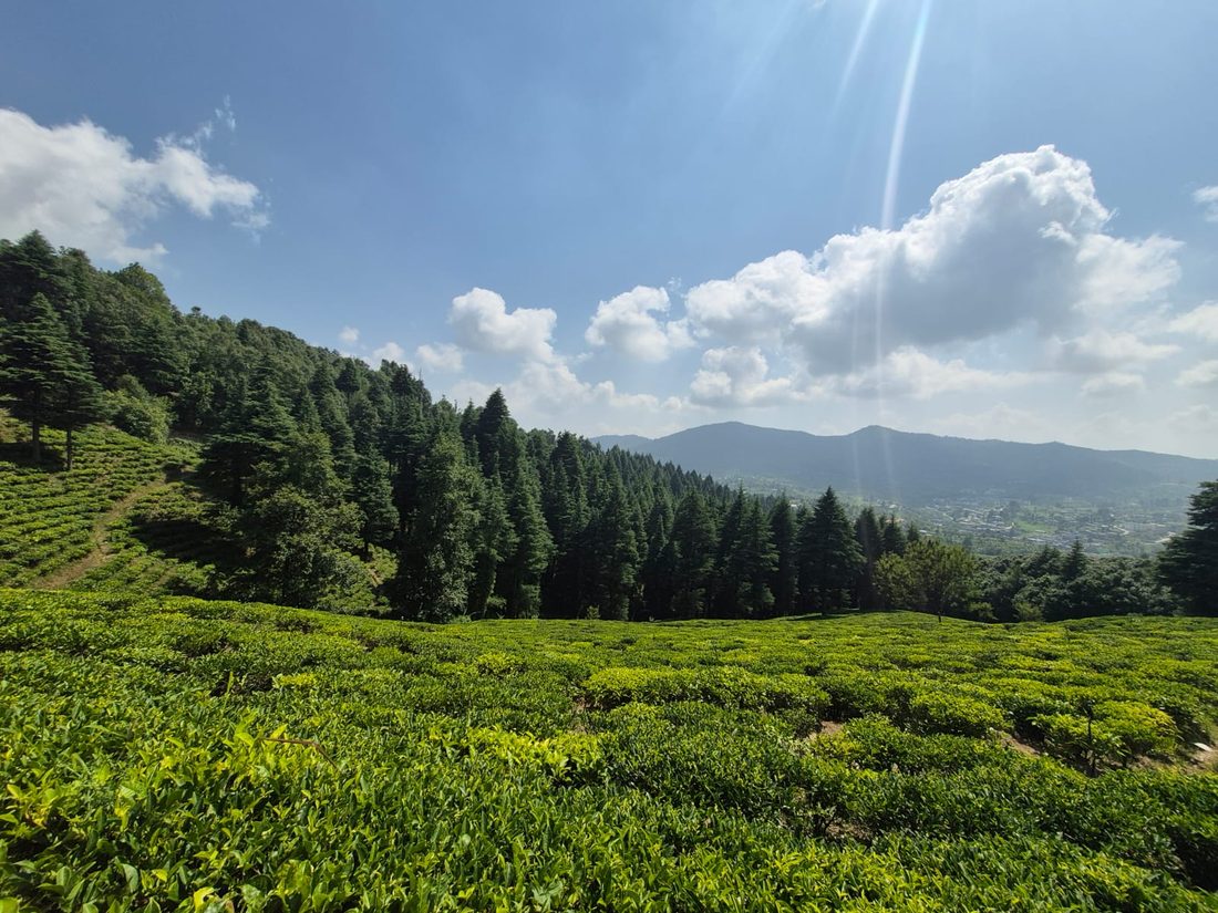 Rolling green tea plantation terraces on a hillside, backed by pine forest and distant mountains